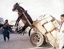 donkey and cart unbalanced due to an error of moments!